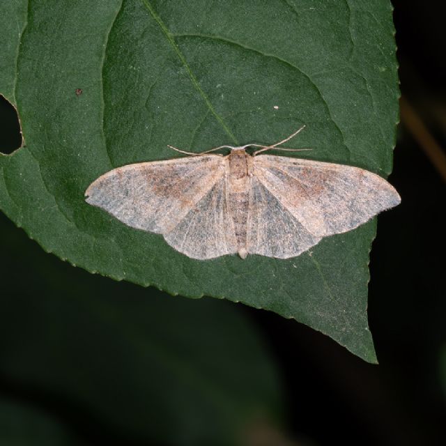 ID possibile? Idaea degeneraria - Geometridae